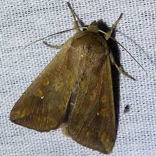 Attēlu rezultāti vaicājumam “Mythimna sp.”