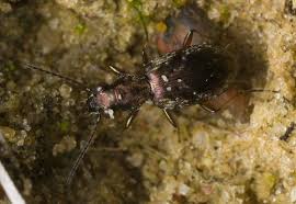 Attēlu rezultāti vaicājumam “Asaphidion pallipes”