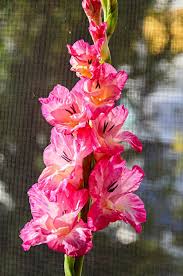 Attēlu rezultāti vaicājumam “Gladiolus imbricatus flower”