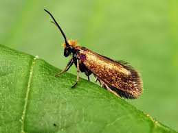 Attēlu rezultāti vaicājumam “Micropterix aureatella”