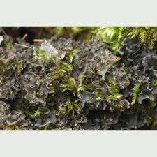 Attēlu rezultāti vaicājumam “Leptogium lichenoides”