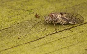 Attēlu rezultāti vaicājumam “Psococerastis gibbosa”