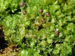 Attēlu rezultāti vaicājumam “Fossombronia wondraczekii”