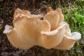 Attēlu rezultāti vaicājumam “Hericium cirrhatum”