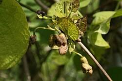 Attēlu rezultāti vaicājumam “Aristolochia durior flower”