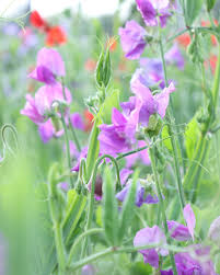 Image result for Lathyrus odoratus