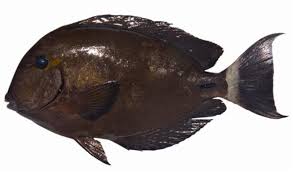 Image result for Acanthurus blochii