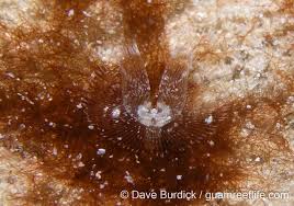 Attēlu rezultāti vaicājumam “Phronia sp.”