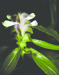 Attēlu rezultāti vaicājumam “Melampyrum cristatum”