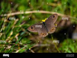 Attēlu rezultāti vaicājumam “Lasiommata petropolitana”