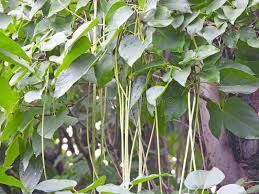 Attēlu rezultāti vaicājumam “Catalpa ovata fruit”