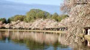 Image result for "cherry blossom" washington