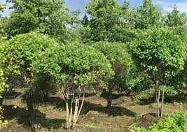 Attēlu rezultāti vaicājumam “Crataegus submollis”