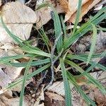 Attēlu rezultāti vaicājumam “Carex digitata leaf”