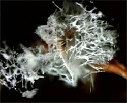 Attēlu rezultāti vaicājumam “Physarum pezizoideum macro”