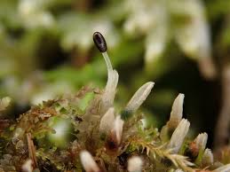 Attēlu rezultāti vaicājumam “Cephalozia bicuspidata”