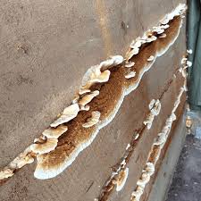 Attēlu rezultāti vaicājumam “Antrodia”