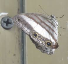 Attēlu rezultāti vaicājumam “Mellicta athalia upperside”