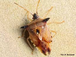 Attēlu rezultāti vaicājumam “Elasmucha ferrugata”