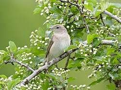 Attēlu rezultāti vaicājumam “Sylvia borin”