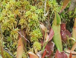 Attēlu rezultāti vaicājumam “Sphagnum austinii sporophyte”