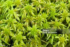 Attēlu rezultāti vaicājumam “Sphagnum cuspidatum”