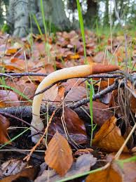 Attēlu rezultāti vaicājumam “Mutinus caninus”