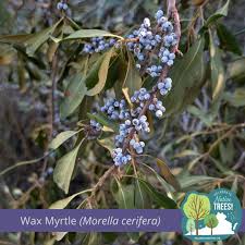 Attēlu rezultāti vaicājumam “Crataegus x macrocarpa fruit”