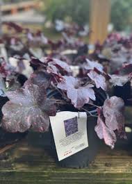 Image result for Heuchera `Midnight Rose`