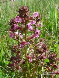 Attēlu rezultāti vaicājumam “Pedicularis palustris subsp. opsiantha”