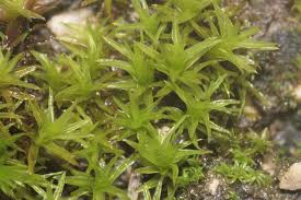 Attēlu rezultāti vaicājumam “Barbula unguiculata macro”