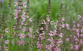 Image result for Salvia pratensis `Rose Rhapsody