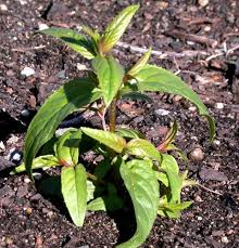 Attēlu rezultāti vaicājumam “Epilobium hirsutum leaf”