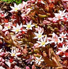 Attēlu rezultāti vaicājumam “Sedum hispanicum fruit”