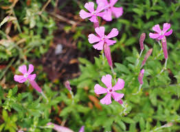 Image result for Silene schafta