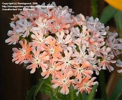 Attēlu rezultāti vaicājumam “Silene chalcedonica”