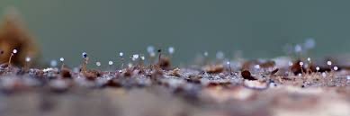 Attēlu rezultāti vaicājumam “Clastoderma debaryanum”