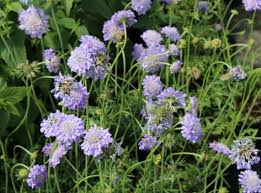 Image result for Scabiosa col.`Butterfly Blue`