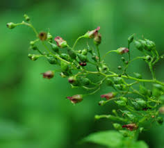 Attēlu rezultāti vaicājumam “Scrophularia nodosa”