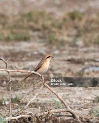 Image result for Lanius isabellinus