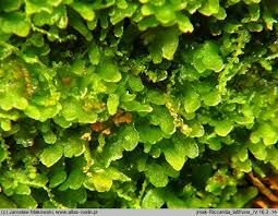 Attēlu rezultāti vaicājumam “Riccardia latifrons”