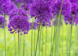 Attēlu rezultāti vaicājumam “Allium holandicum”