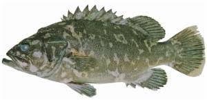 Image result for Polyprion americanus