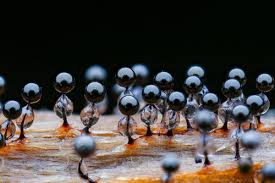 Attēlu rezultāti vaicājumam “Collaria arcyrionema”