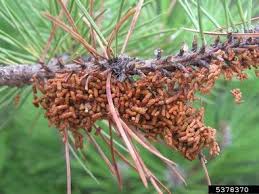 Attēlu rezultāti vaicājumam “Acantholyda posticalis”