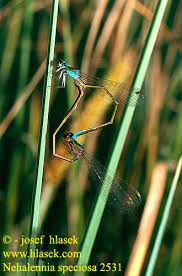 Attēlu rezultāti vaicājumam “Nehalennia speciosa”