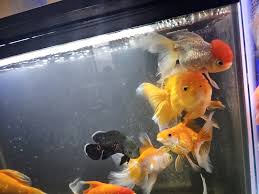 Image result for 金魚