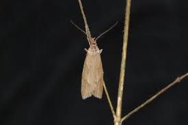 Attēlu rezultāti vaicājumam “Diurnea lipsiella”