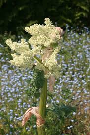 Attēlu rezultāti vaicājumam “Rheum rhabarbarum”