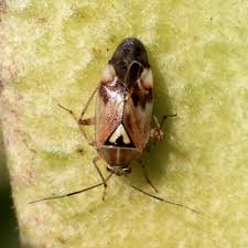 Attēlu rezultāti vaicājumam “Lygus pratensis imago”